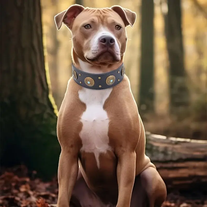 Dog Harness and Leash Set Things Animals Supplies Dogs Accessories Large Material Yorkshire Terrier Pet Products Pets Medium So