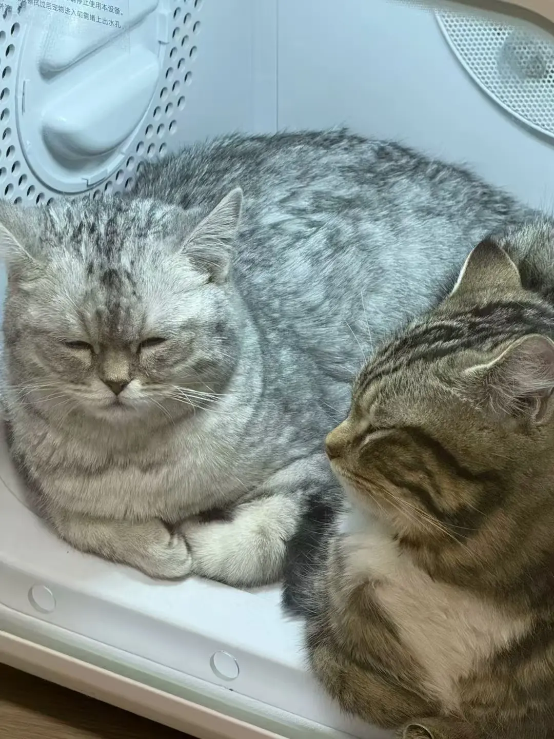 High Quality Household Cat and Dog Bath Dryer Pet Dryer Box Wholesale Low Noise Automatic Intelligent Dog Pet Dryer