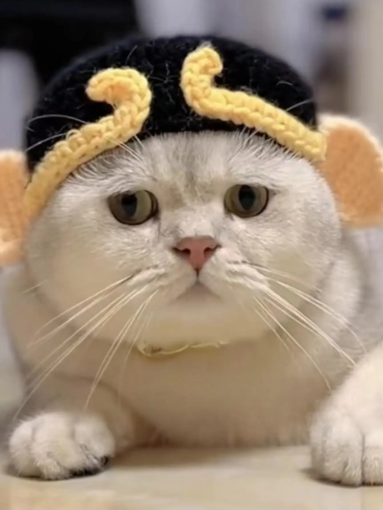 Handmade Crochet Horn Lace Pet Cat Dog Woven Hat Cross Dressing Hat Headband Birthday Hat
