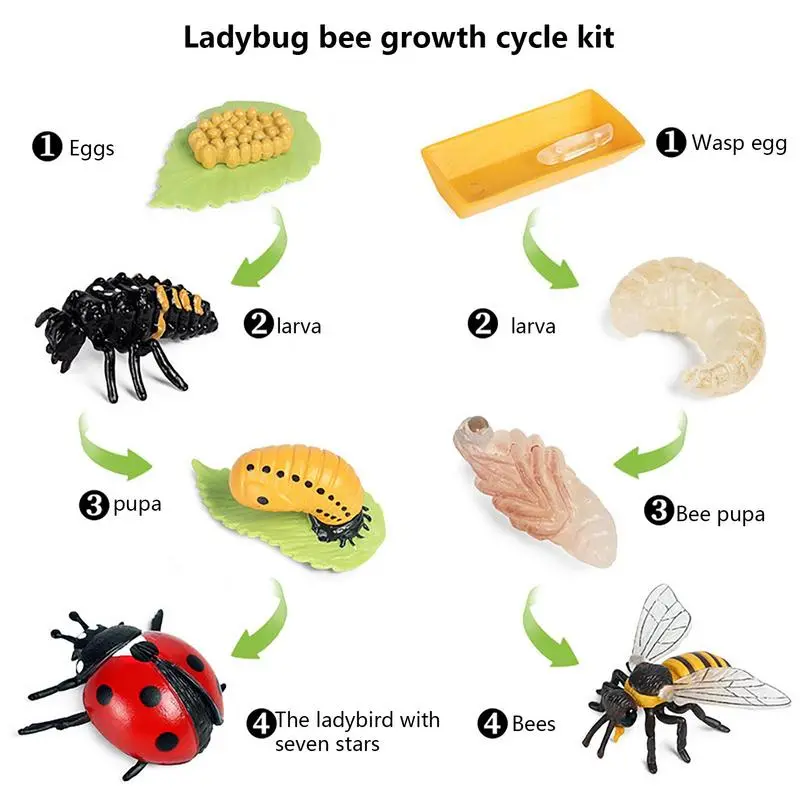 8PCS Realistic Ladybug And Bee Biological Model Life Cycle Figures Toys Farm Animal Growth Figure Learning Education Science Toy