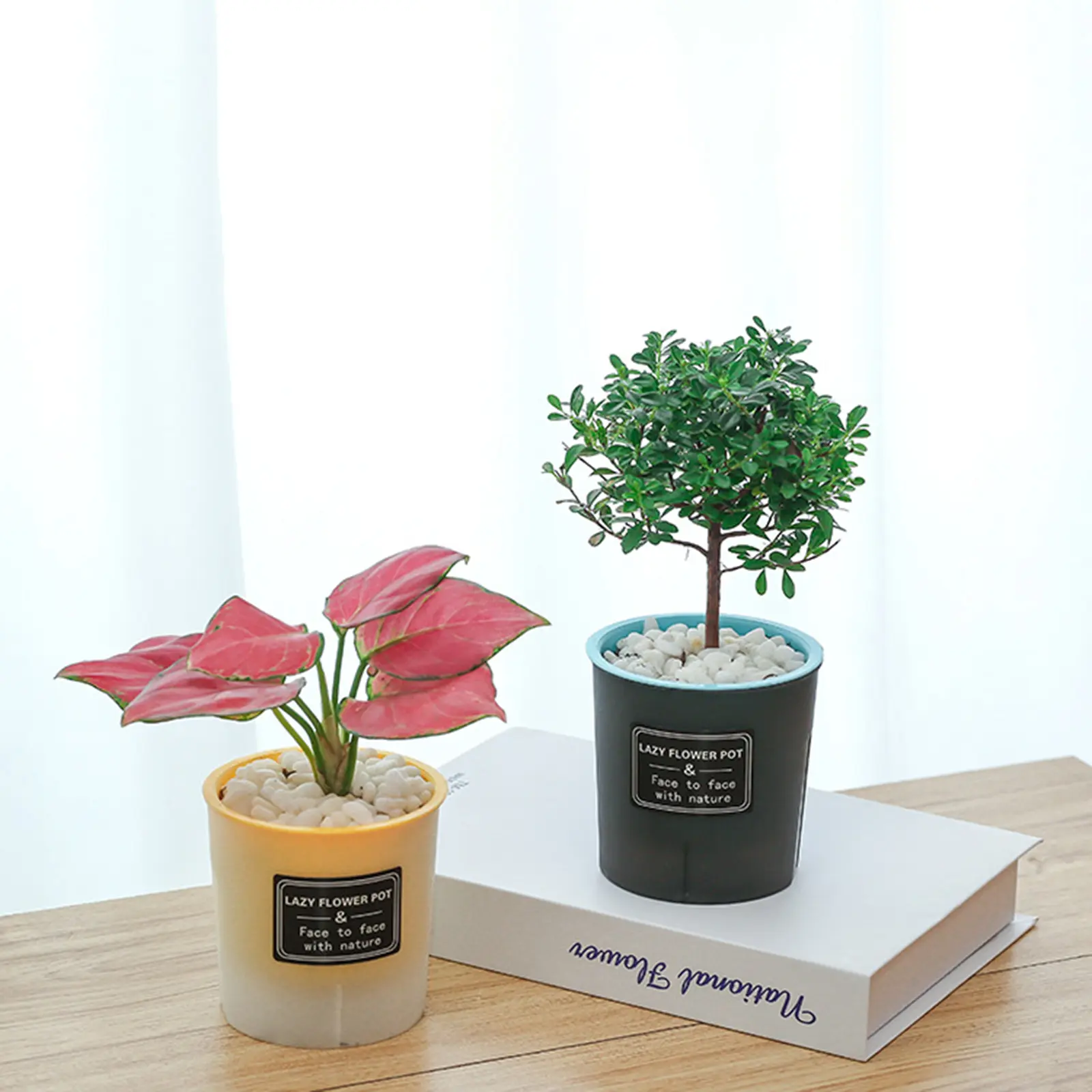 Translucent and Detachable Flower Pot No Deformation Pretty Flower Pot Plant Roots Breathing Draining Better Self-watering