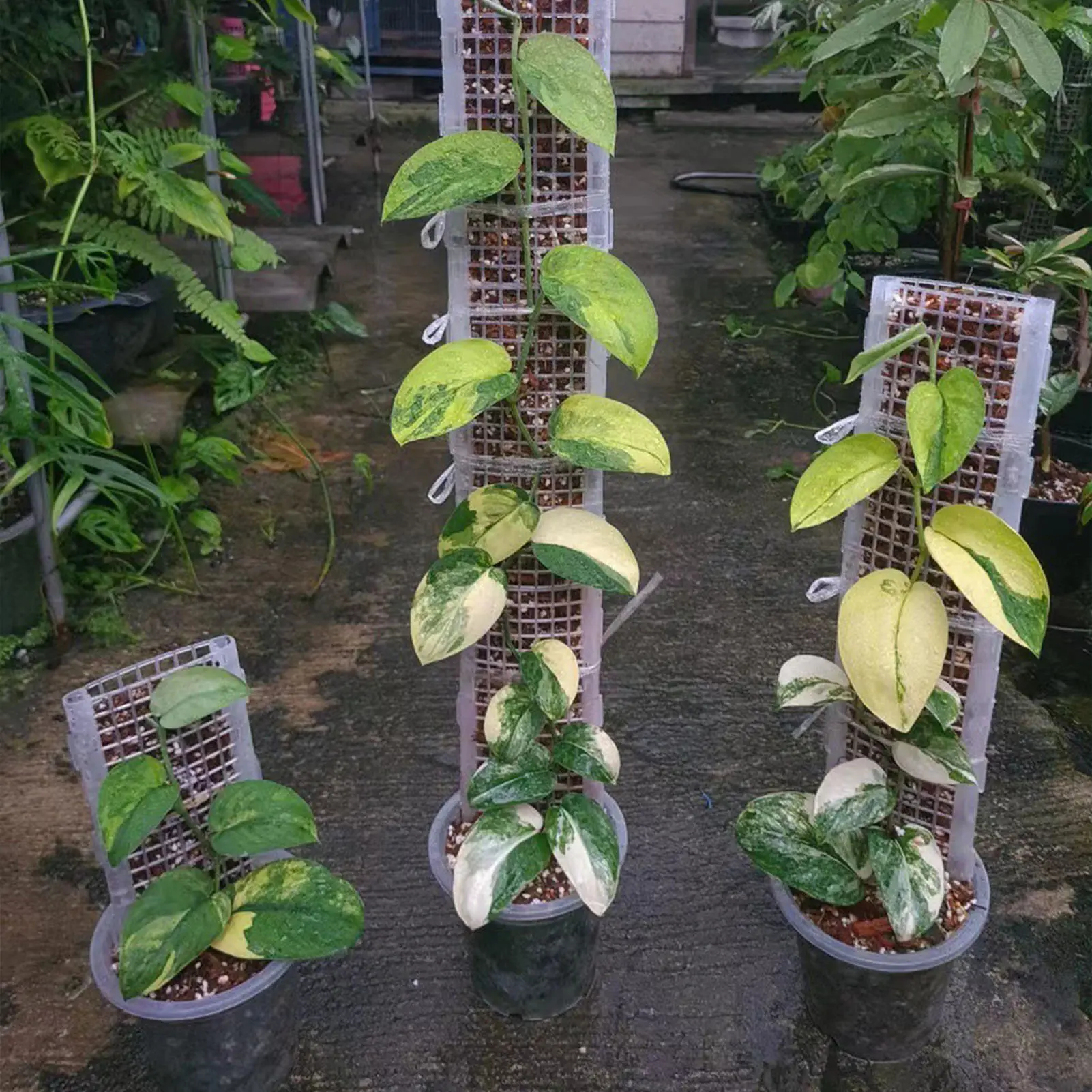 Plastic Green Plant Bracket Moss Pole Bracket Branch Connection Buckle Variety Bamboo Of Inserted  Garden Planting Climbing