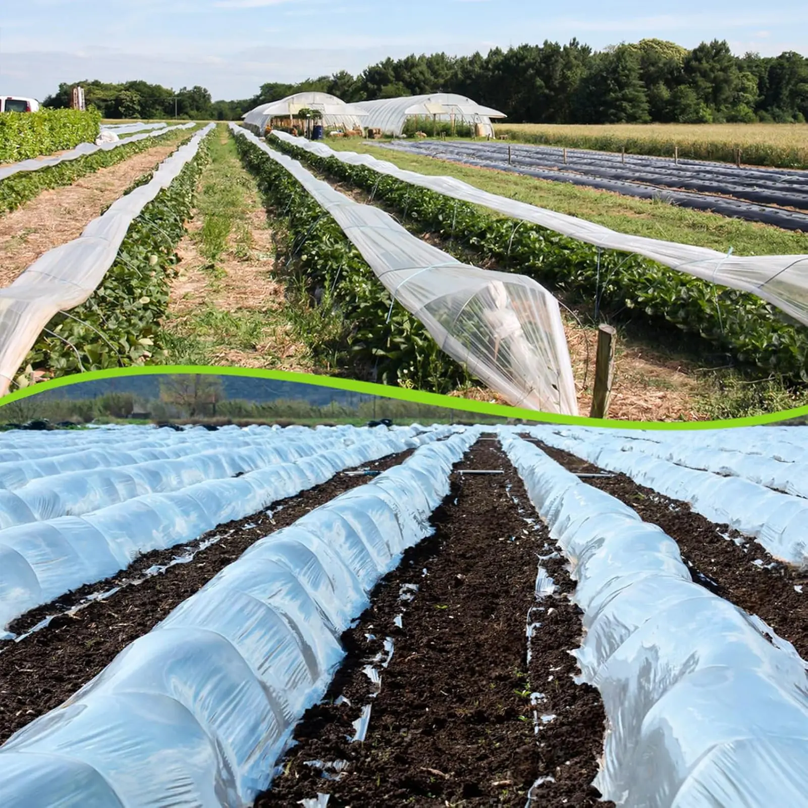 Transparent Heat Preservation, Moisture Preservation And Frost Prevention Film For Greenhouse Film Versatile Growing Application